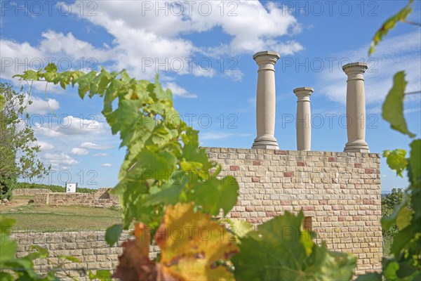 Vines with Roman vineyard Weilberg