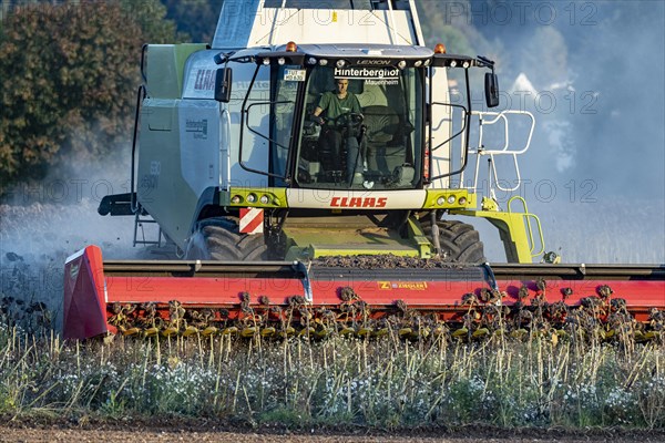 Harvesting sunflowers