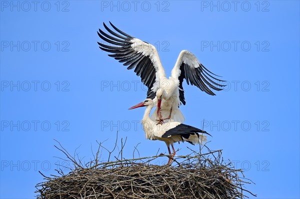 White storks