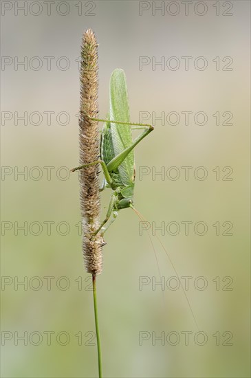 Great green bush cricket