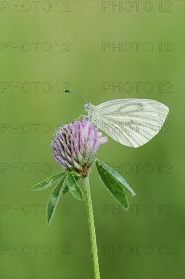 Green-veined white