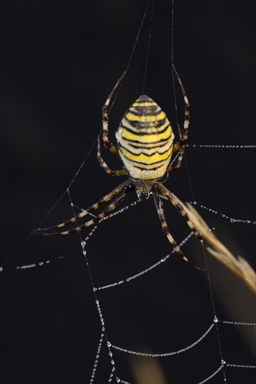 Wasp spider