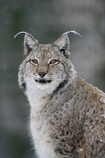 Eurasian lynx