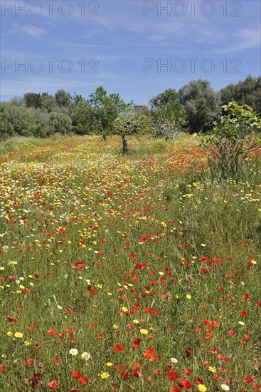 Flowering meadow with poppy flowers