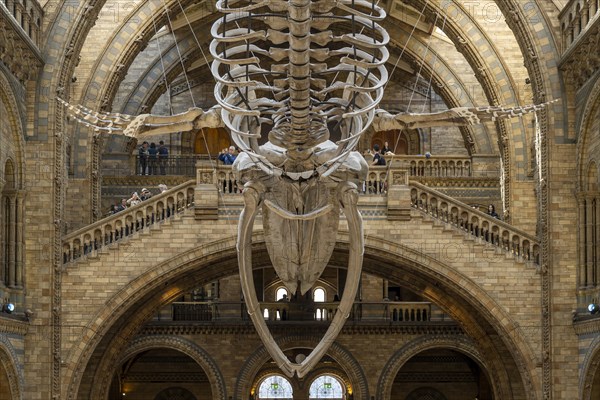 Blue whale skeleton