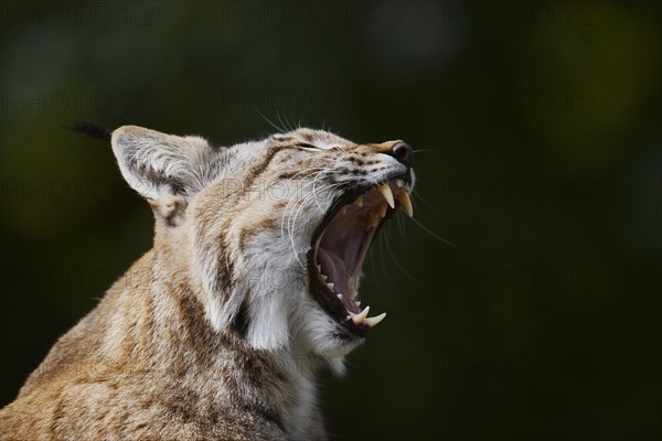 Eurasian lynx