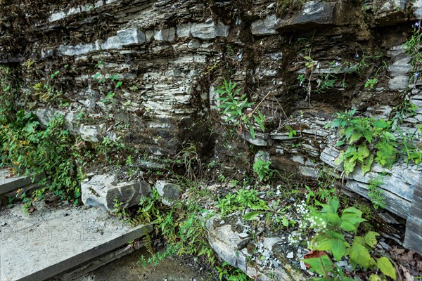 Robert H. Treman State Park: Gorge Trail. Tompkins County