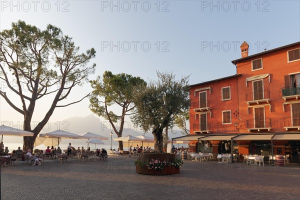 Square with olive tree