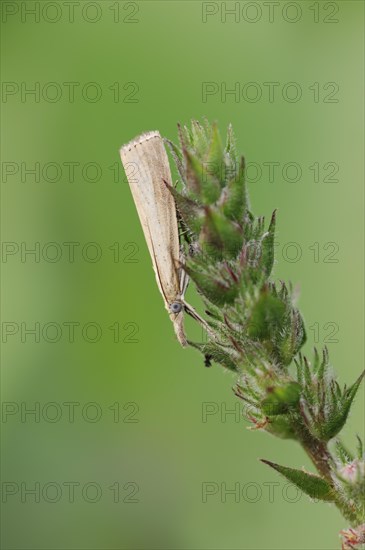 Inconspicuous grass borer