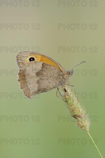 Meadow brown