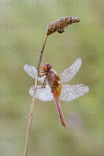 Scarlet dragonfly