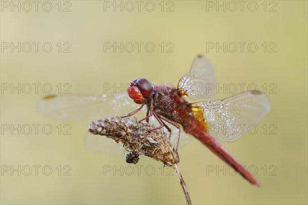 Scarlet dragonfly