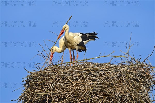 White storks