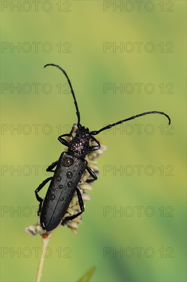 Musk beetle