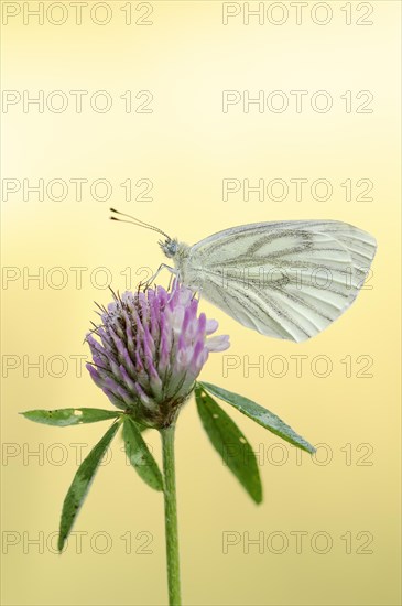 Green-veined white