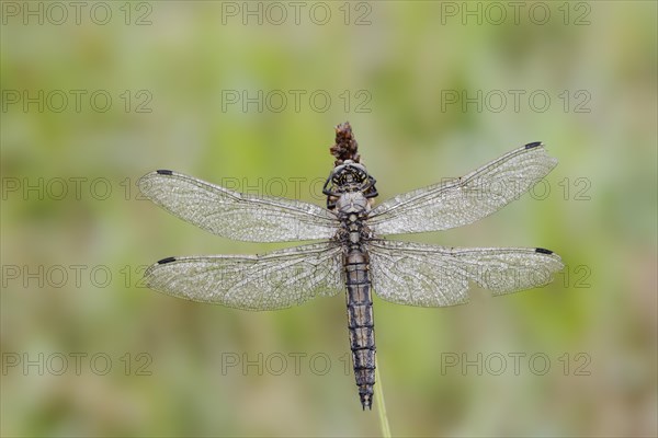 Black-tailed skimmer