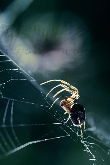 Spider in a spider web