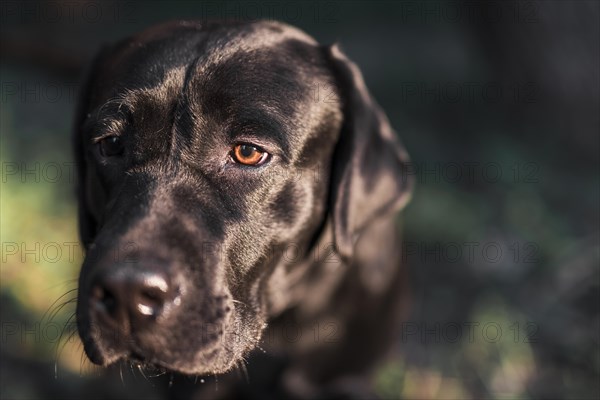 Close up black labrador retriever