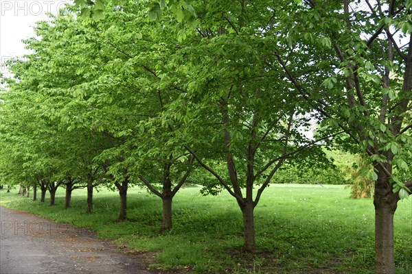 Spring at Snug Harbor Cultural Center and Botanical Garden