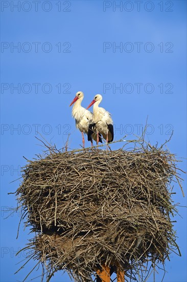 White storks