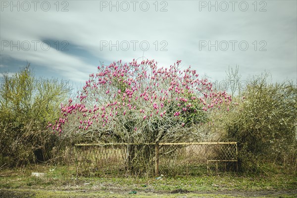 Magnolia tree