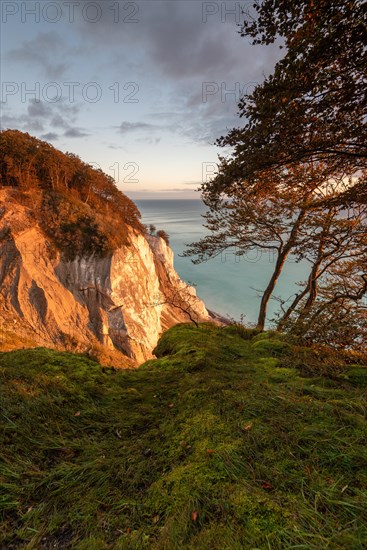 Morning sun shines on chalk cliff Moens Klint