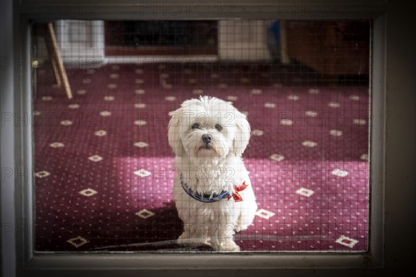 Shot dog Bichon Frise or also Bichon a poil frise behind glazed door