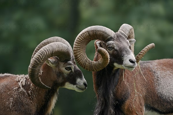 European mouflon