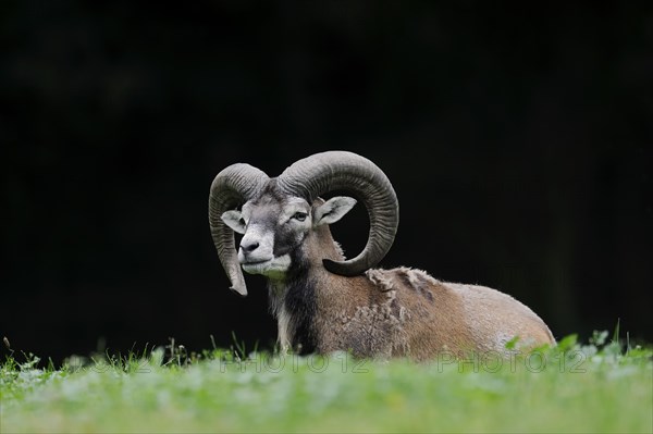 European mouflon