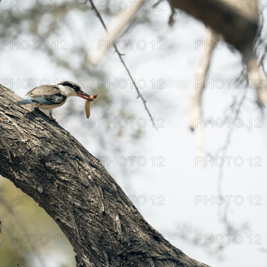 Striped kingfisher