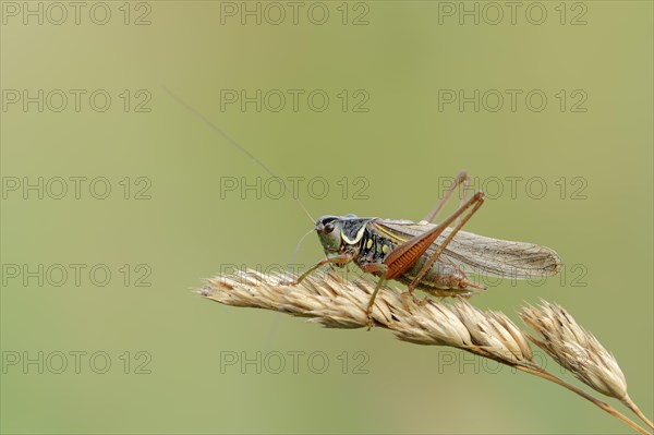 Roesel's bush-cricket