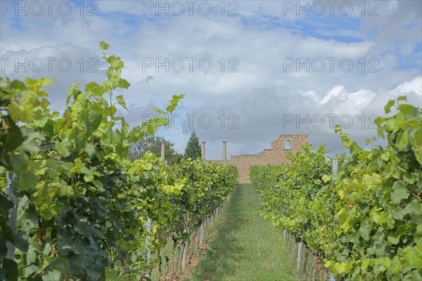 Vines with Roman Vineyard Weilberg