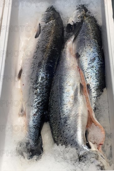 Display of fishing caught whole fish fresh fish three pieces Atlantic salmon