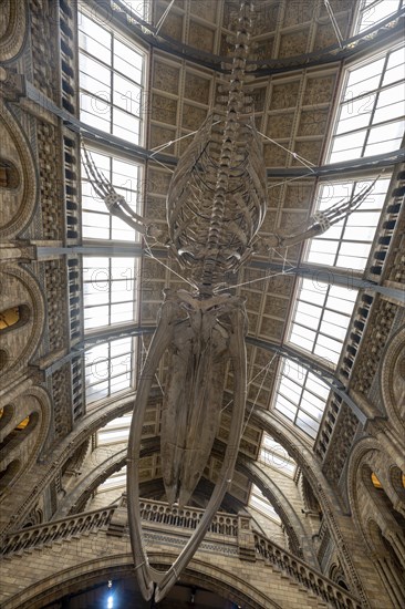 Blue whale skeleton