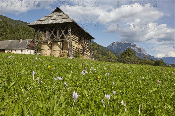 Harp for hay