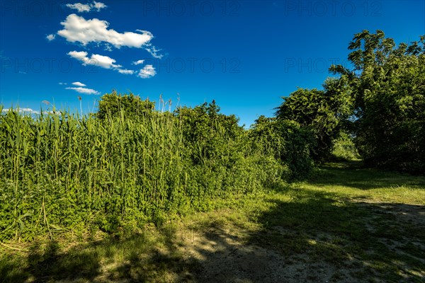 On the Millstone Trail towards the Dead Horse Bay off the Barren Island and Floyd Bennett Field. Brooklyn