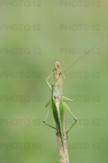 Great green bush cricket