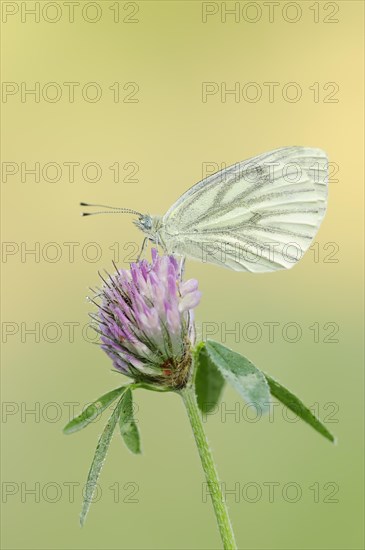 Green-veined white