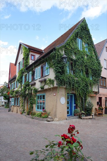 Idyllic half-timbered houses overgrown with ivy