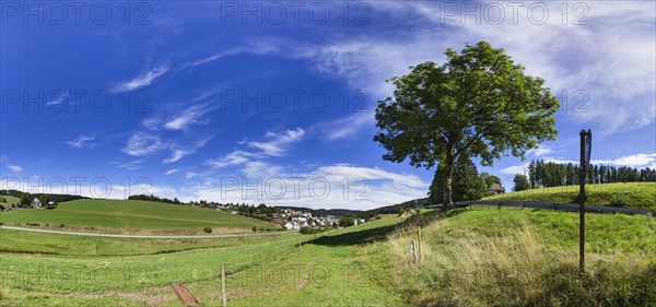 Landscape with ash tree