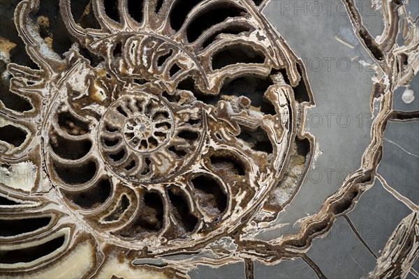 Ammonite