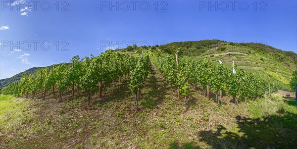 Grape vines