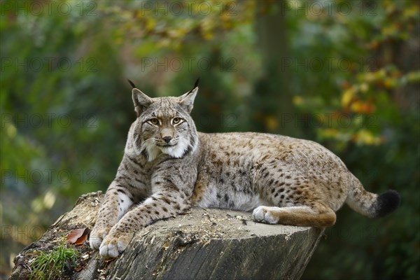 Eurasian lynx