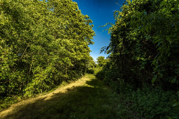 On the Millstone Trail towards the Dead Horse Bay off the Barren Island and Floyd Bennett Field. Brooklyn