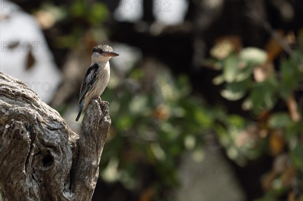 Striped kingfisher