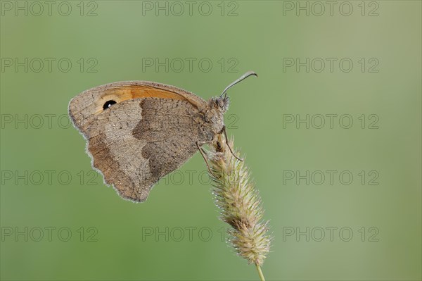 Meadow brown