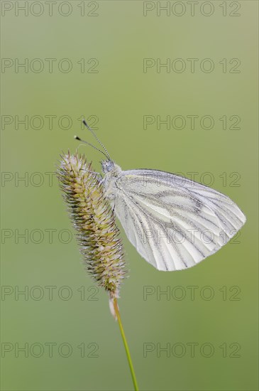 Green-veined white