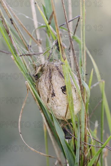 Wasp spider