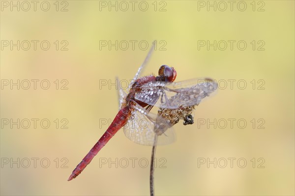 Scarlet dragonfly