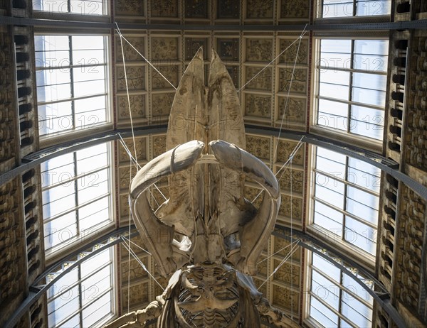 Blue whale skeleton